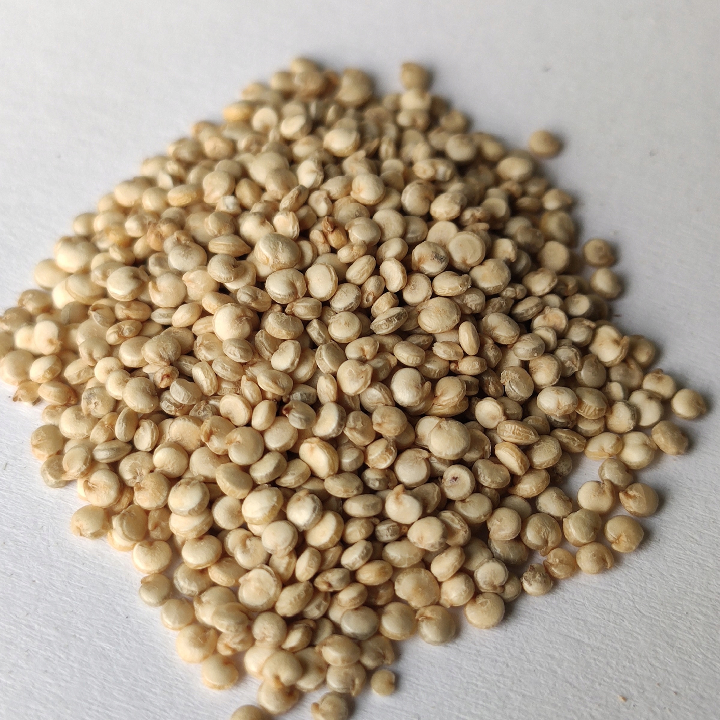 

Komosa ryżowa biała Quinoa 200g Dary Podlasia