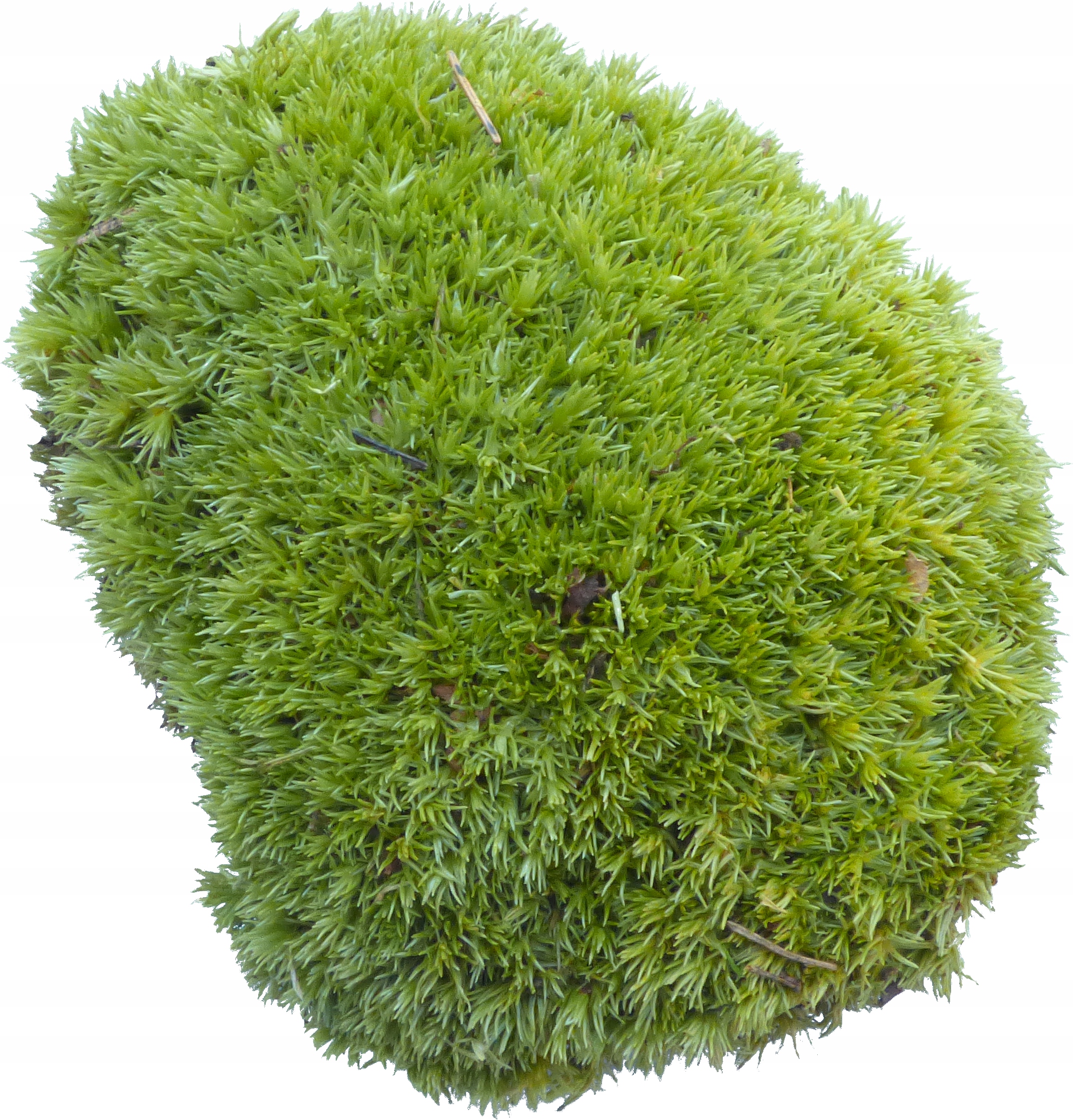 Mech Gąbczasty Light Green PREMIUM Kępka sztuka