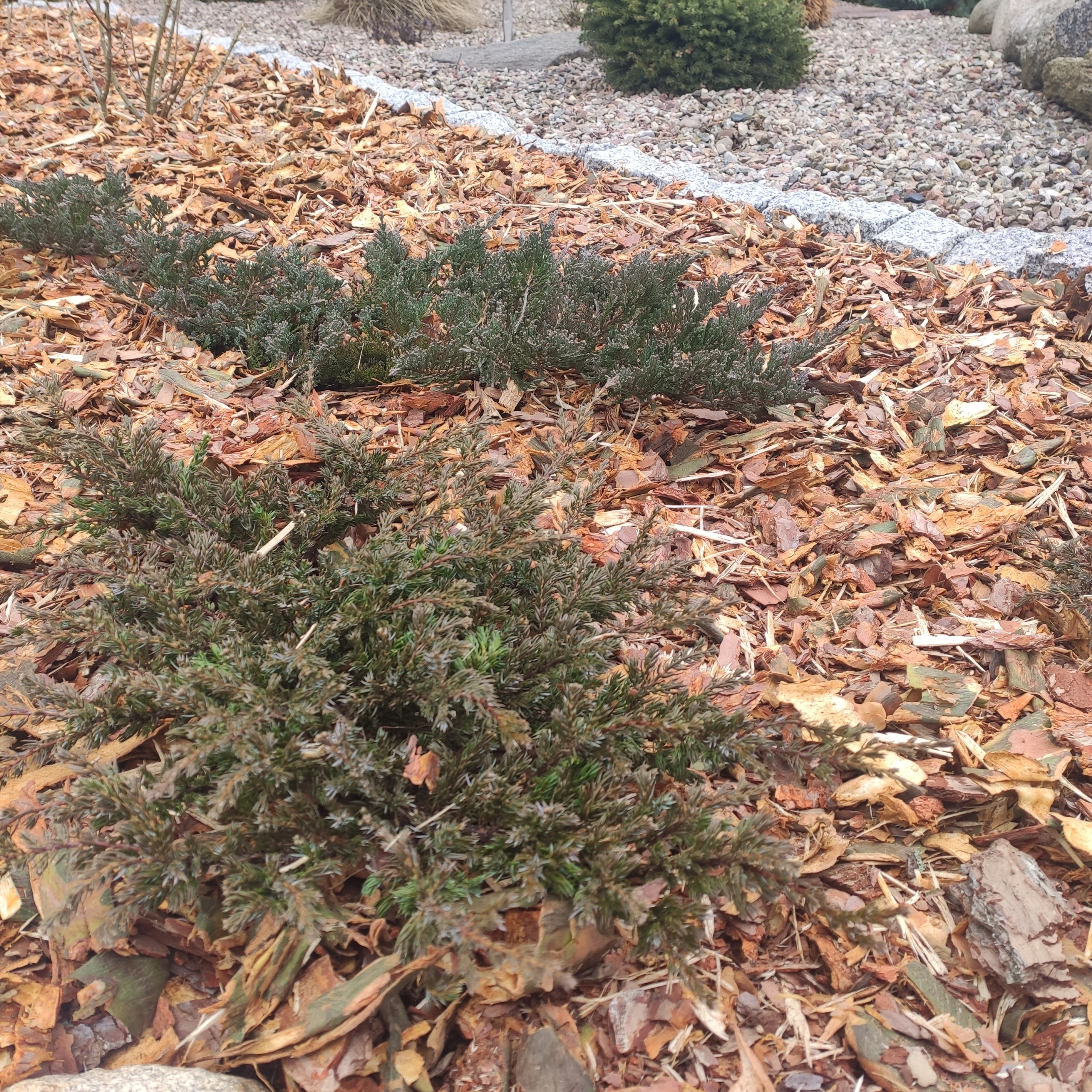 KORA SOSNOWA OGRODOWA WOREK 80L Pojemność 80 l