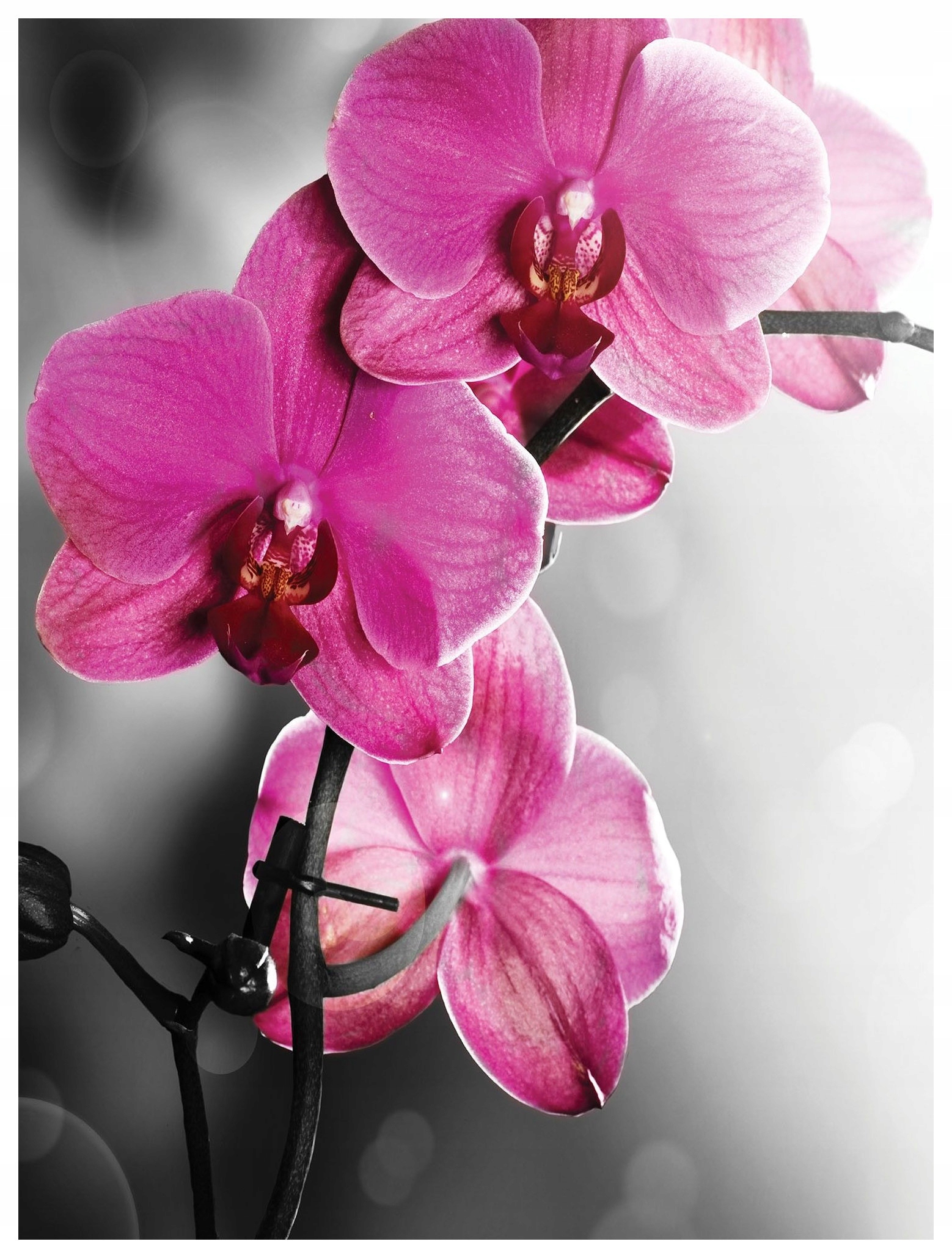 Fototapeta Orchideje Phalaenopsis harmonie barev 184x254 elegance lepidlo