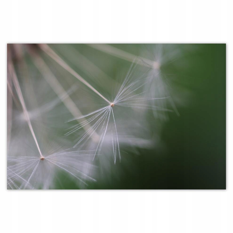 

Plakaty 60x40 Dmuchawiec Kwiat Kwiatki