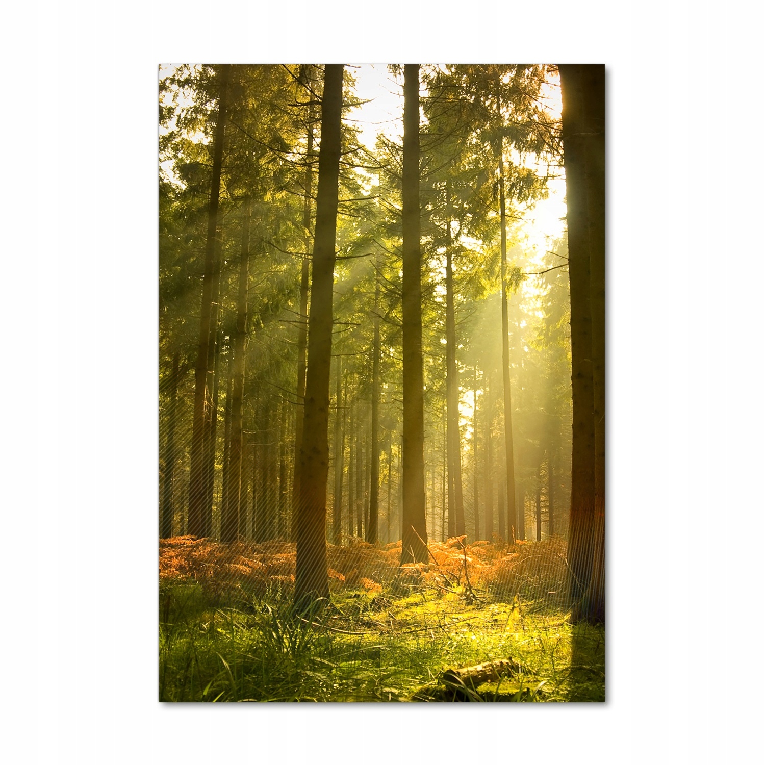 Fotoobraz tvrzené sklo Krásný les 70x100 cm