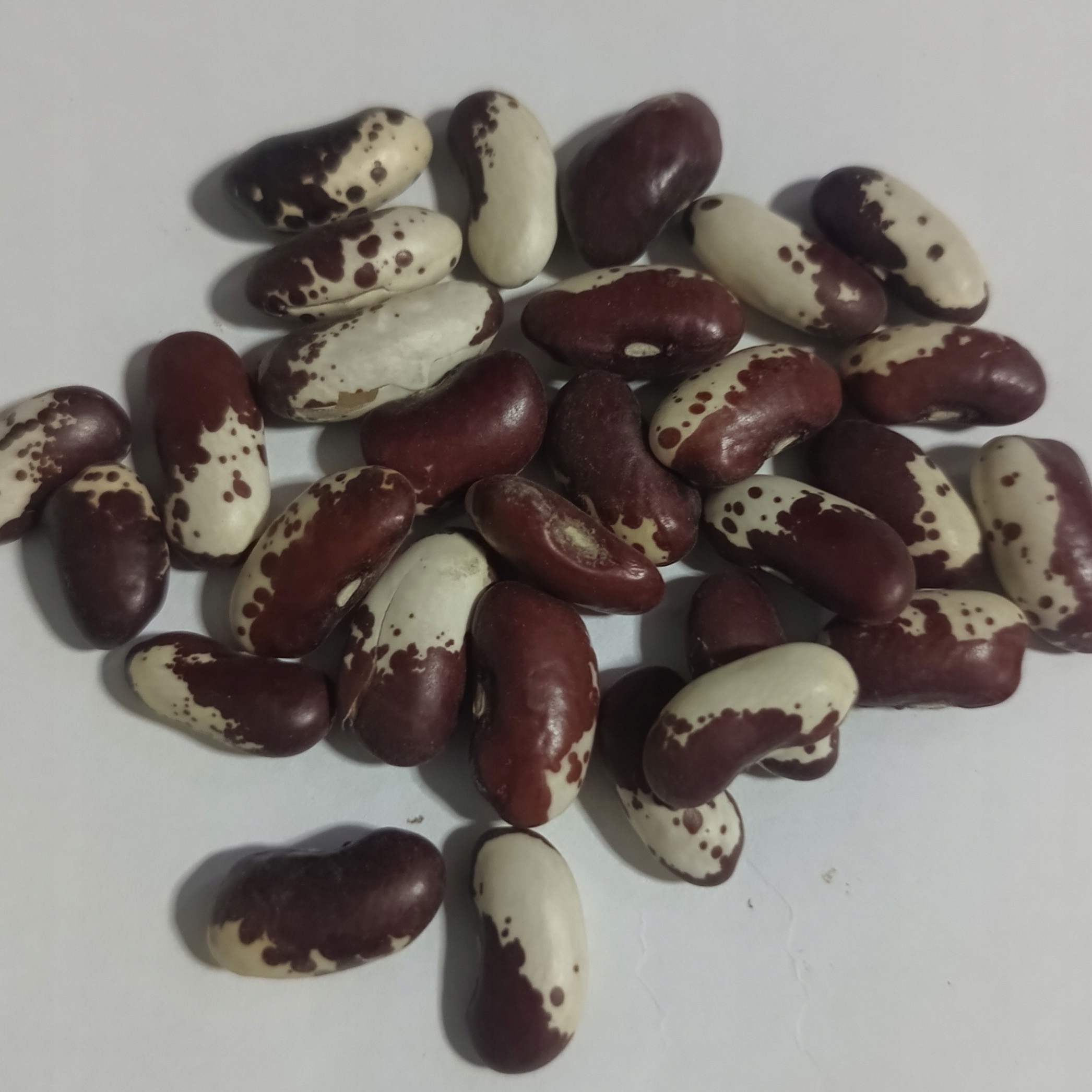 Levně Fazole barevná – orel 5 kg Rafex