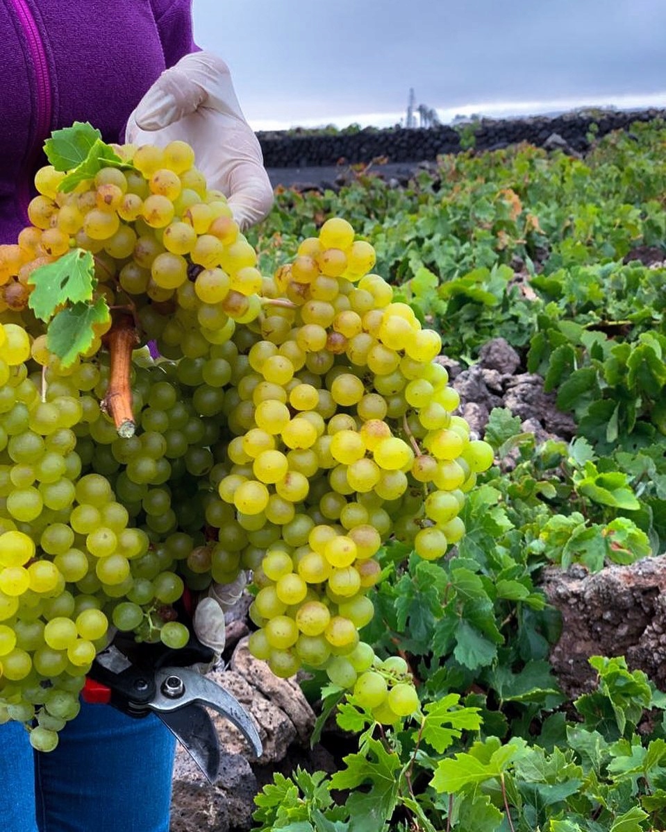 Balsam do ust Winoterapia Aloe Plus Lanzarote Rodzaj pomadka