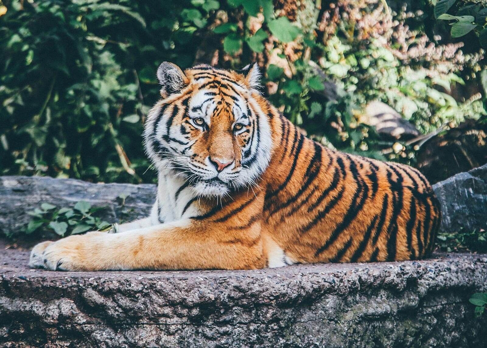 

Tygrys Syberyjski plakat na ścianę 70x50 cm