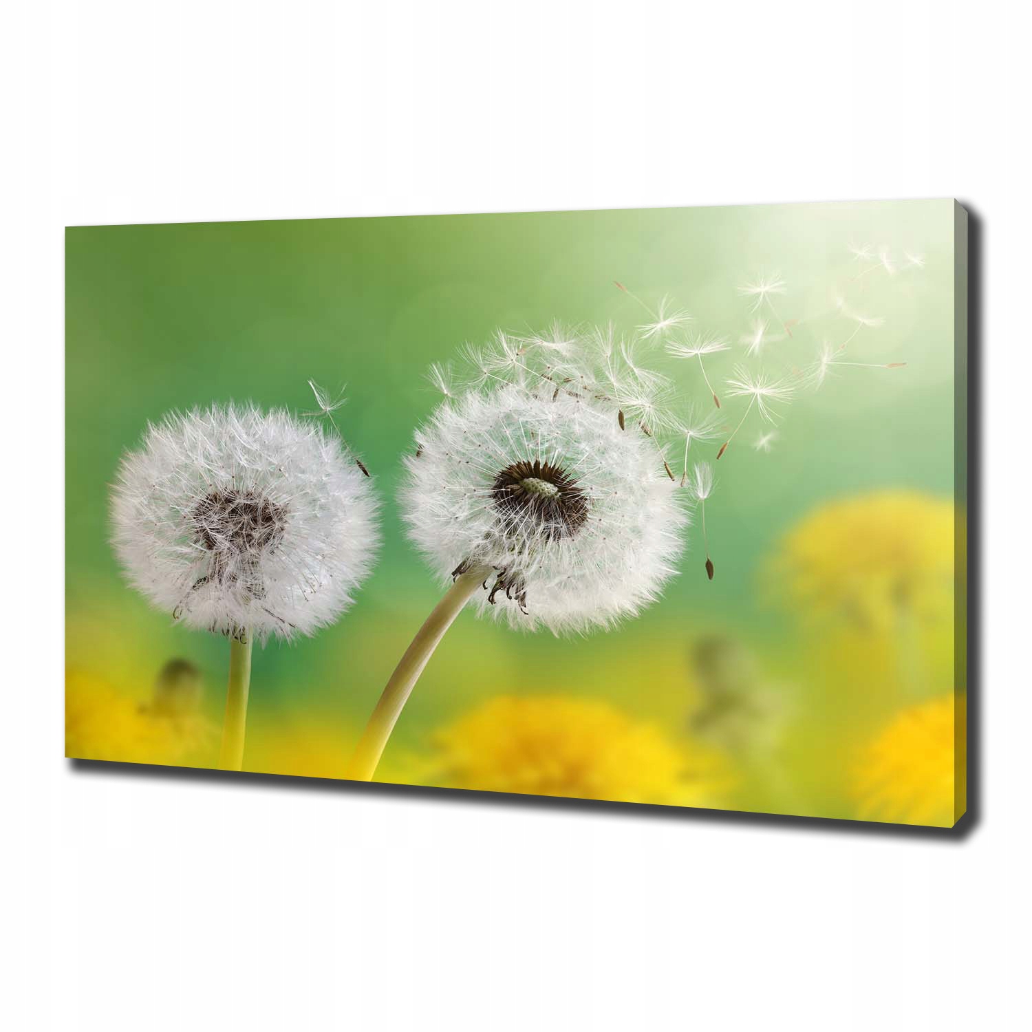 

Foto obraz canvas na ścianę Dmuchawce 100x70 cm