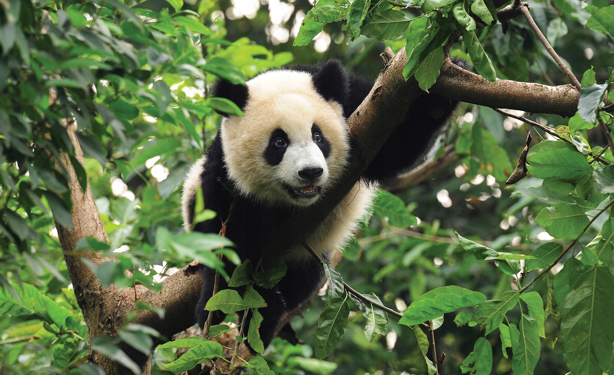 

Fototapeta Panda Dżungla Drzewo Rośliny 416x254