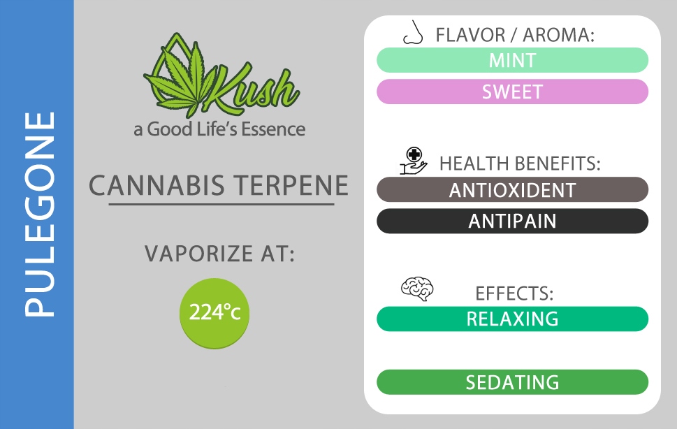 Naturalne terpeny konopne | MONOTERPEN PULEGONE | 1ml EAN (GTIN) 5906138981325