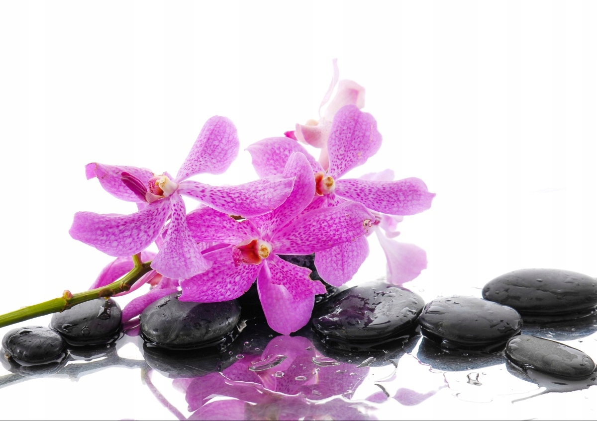 

Tapeta flizelinowa Różowa orchidea 208x146