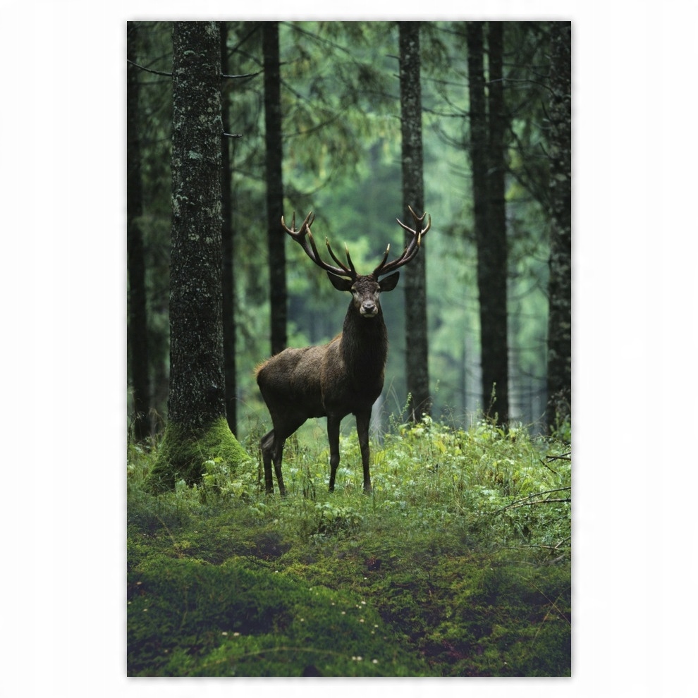 

Naklejki 135x200 Jeleń Jelenie Las