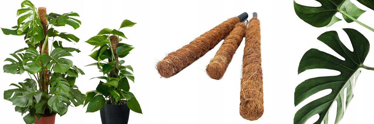 Tyczki bambusowe podpory do roślin 60cm 10 szt. Kod producenta 4661