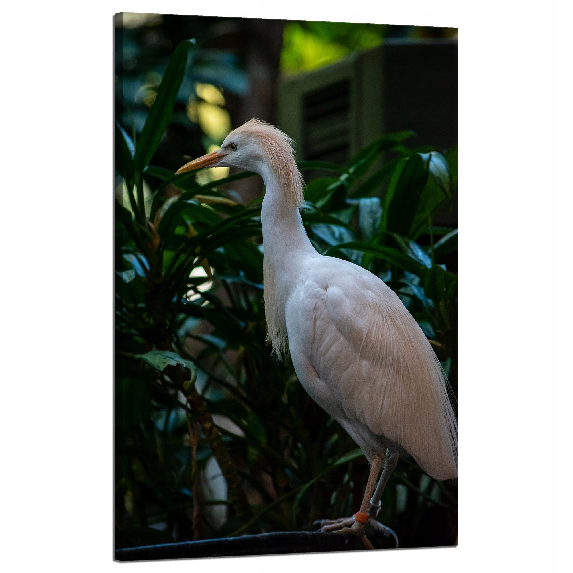 Obraz Canvas Zvířata Pták Čapla Zlatá 50x80 cm