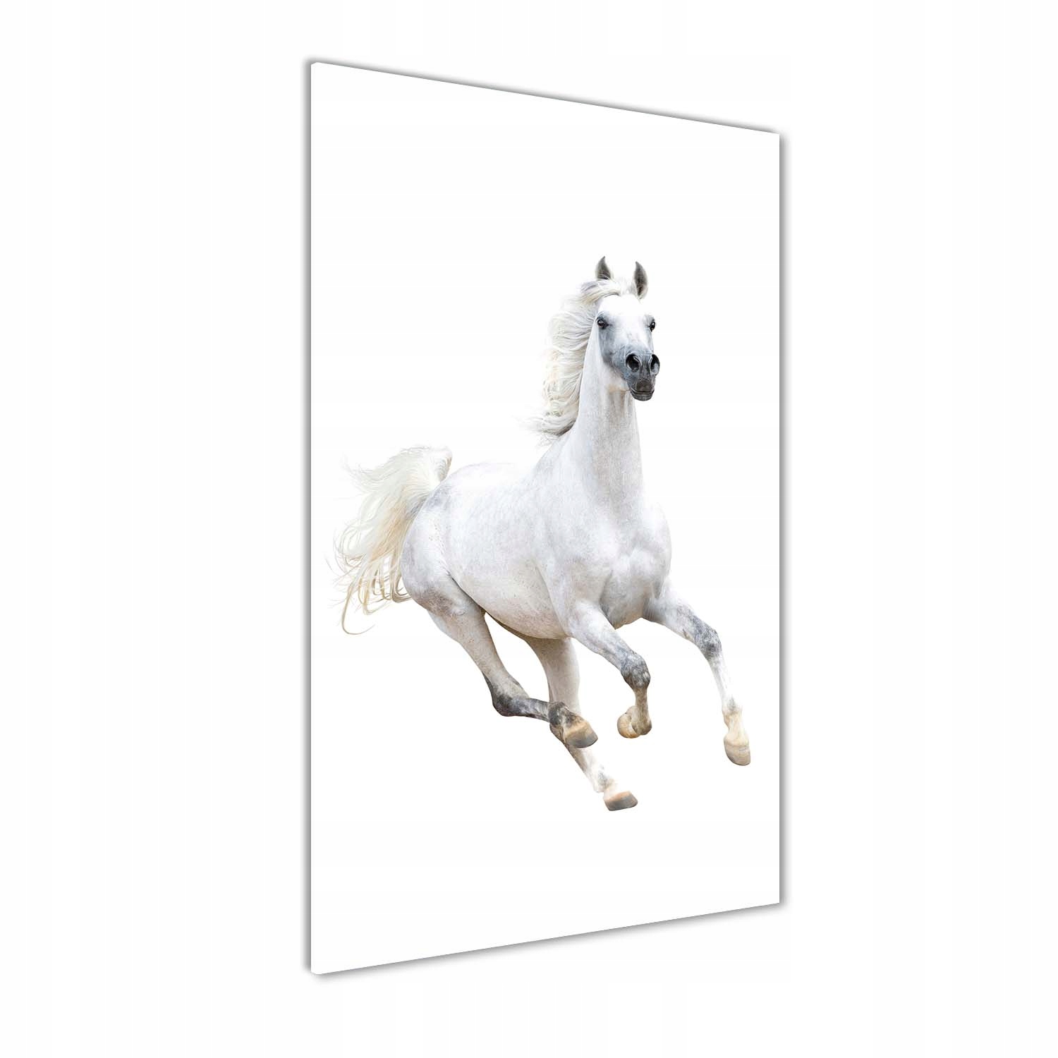 

Foto obraz akrylowy Biały koń w galopie 50x100cm