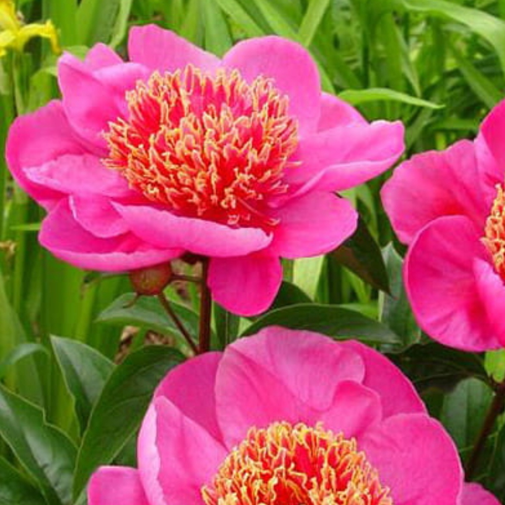 Piwonia Neonowa – Intensywny Kolor Twojego Ogrodu