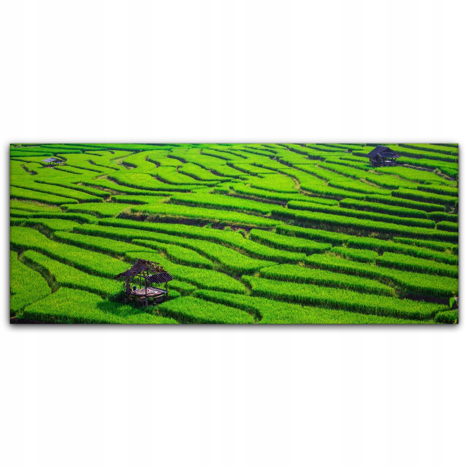 

Canvas na ramie na ścianę 125x50 Pole Ryżowe Farma