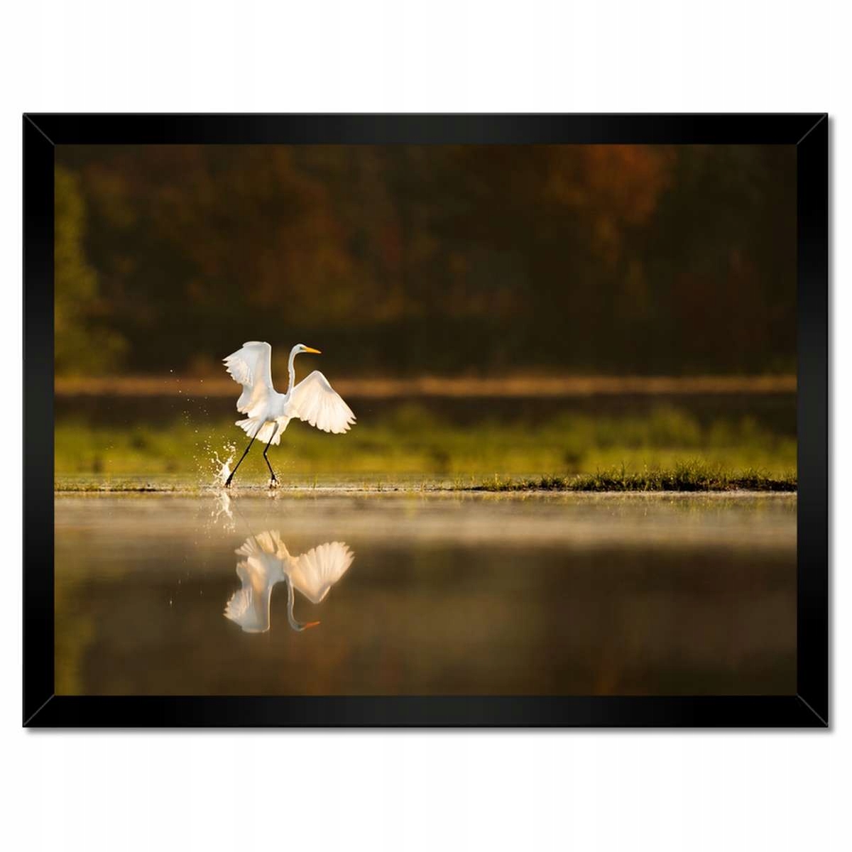 Plakáty v rámu 40x30 Ptáci