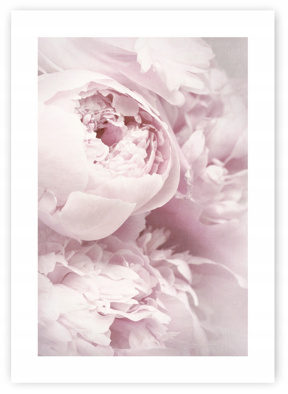 

Piwonie Peonie Kwiaty plakat B2 50x70cm #120