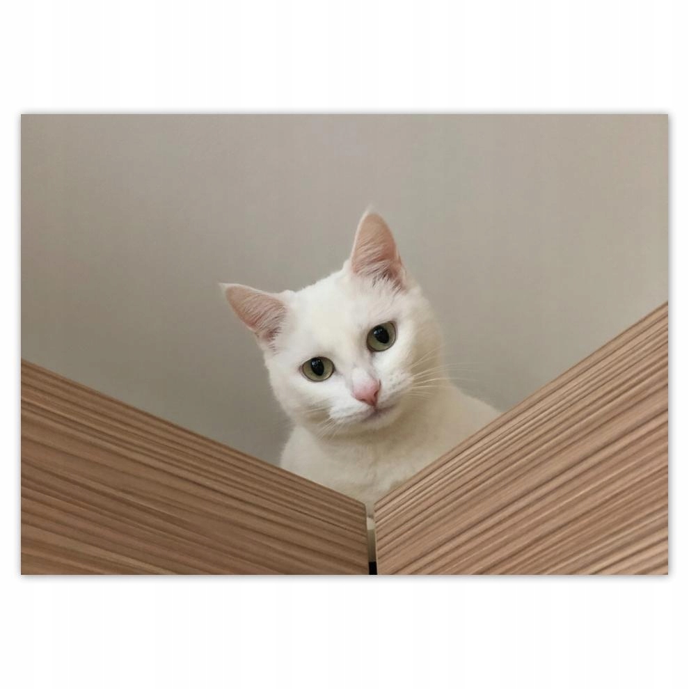 

Plakaty 70x50 Kot Kotek Kotki Koty