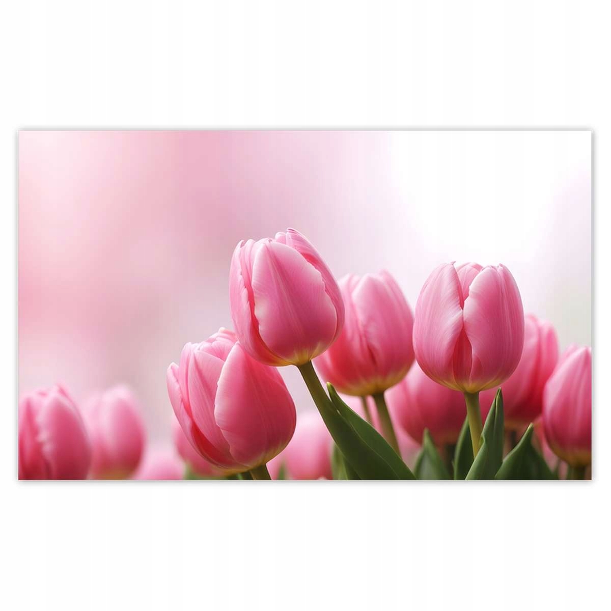 Fototapety 416x254 Różowe tulipany