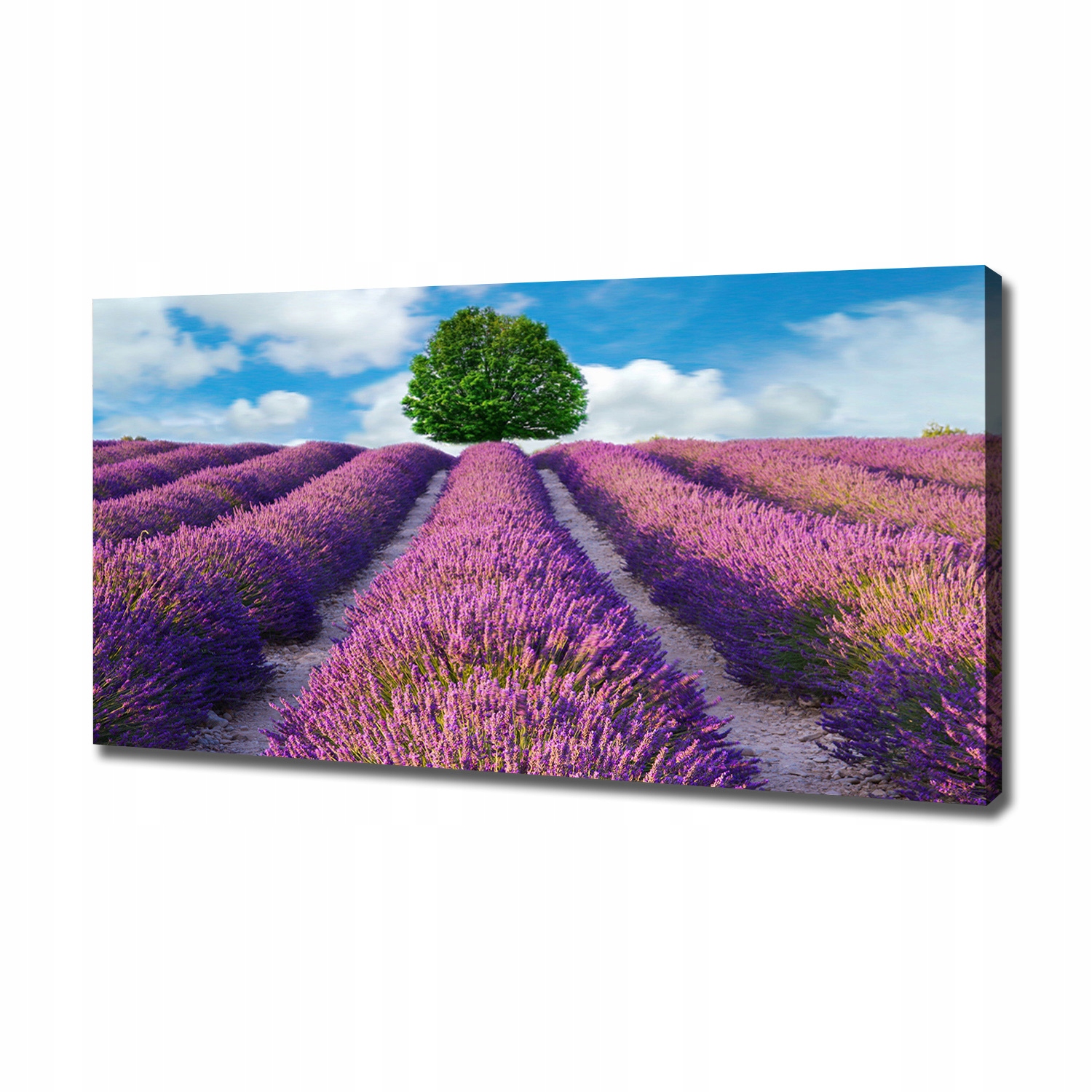 

Duży foto obraz na płótnie Pole lawendy 120x60 cm