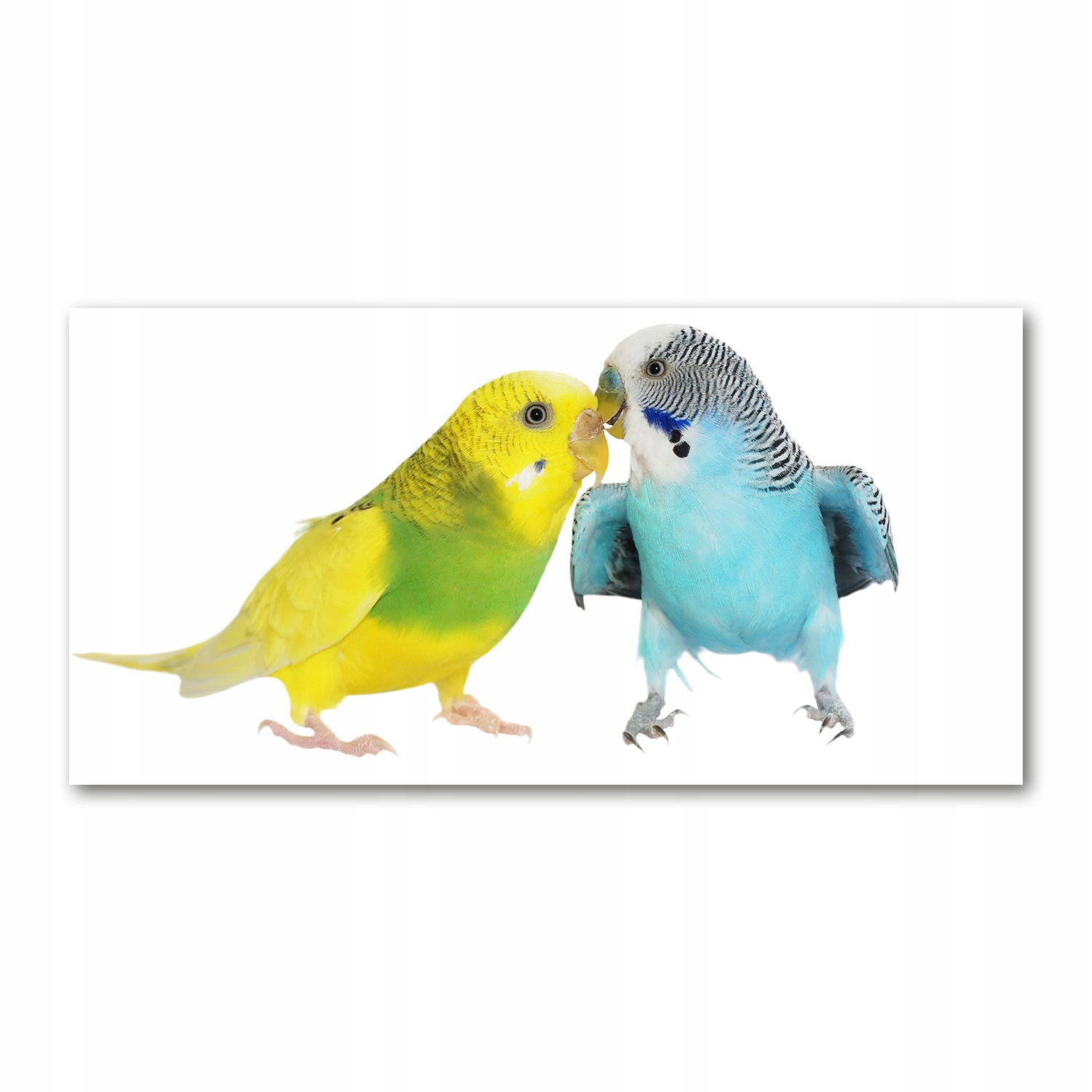 

Foto-obraz akryl Papużki faliste zdjęcie 140x70 cm