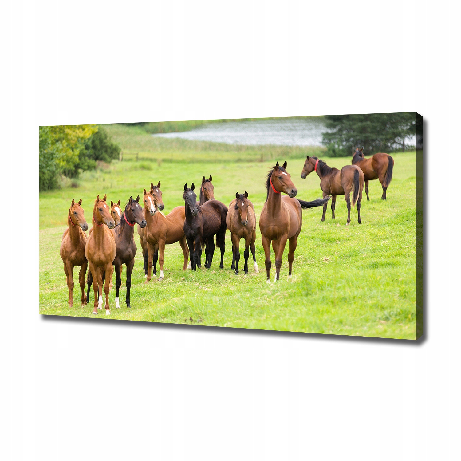 

Foto obraz na płótnie Stado koni na łące 120x60 cm