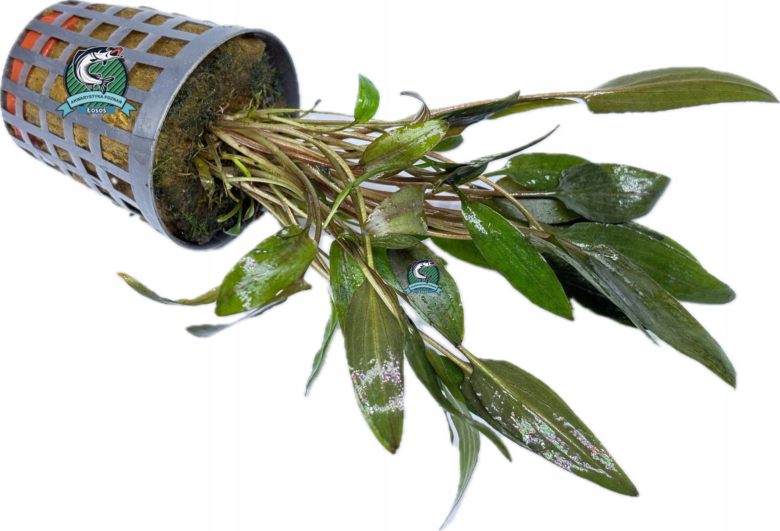 Cryptocoryne wendtii 'Brown' [koszyk]