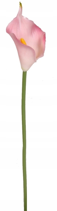 

Kalia Calla Gumowana Mini, 33 cm Ecru/chłodny Róż