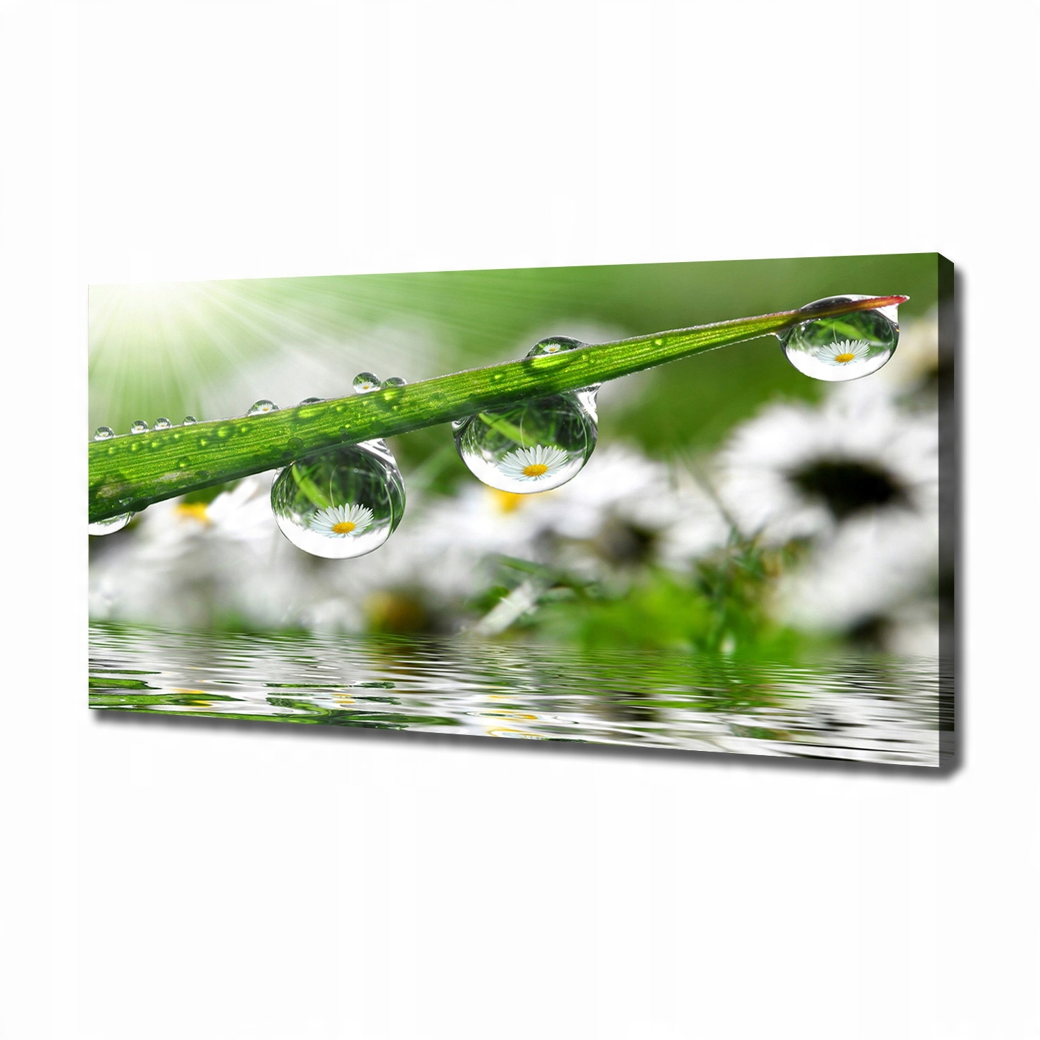 

Foto obraz na płótnie Krople na trawie 120x60 cm