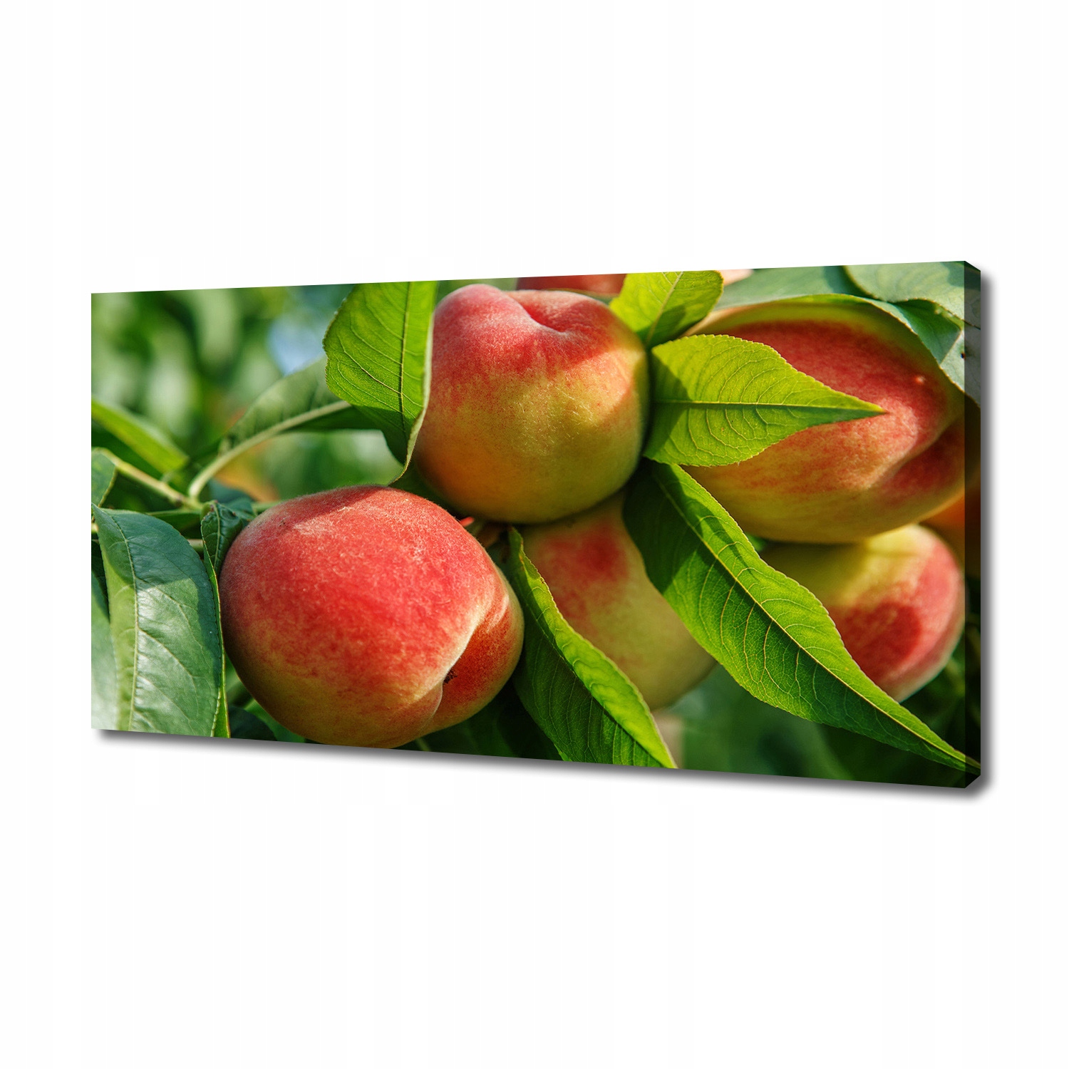

Foto obraz canvas na ścianę Brzoskwinie 140x70 cm