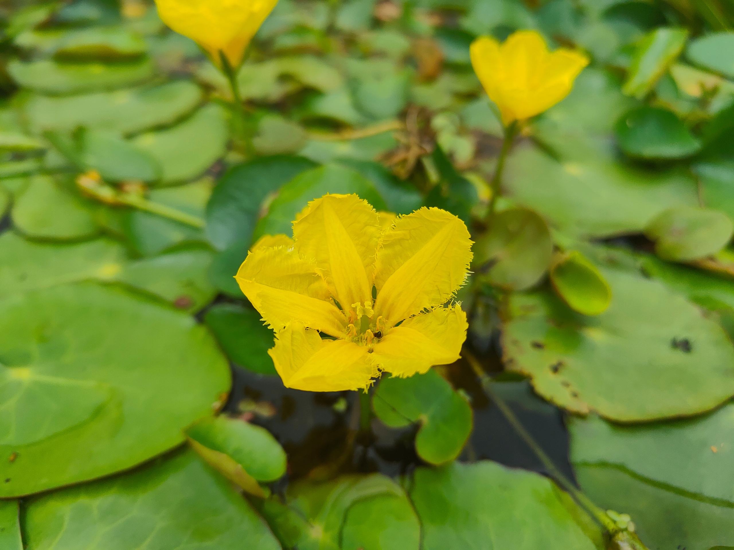 РАРИТЕТ GRZYBIEŃCZYK мини-кувшинка для пруда