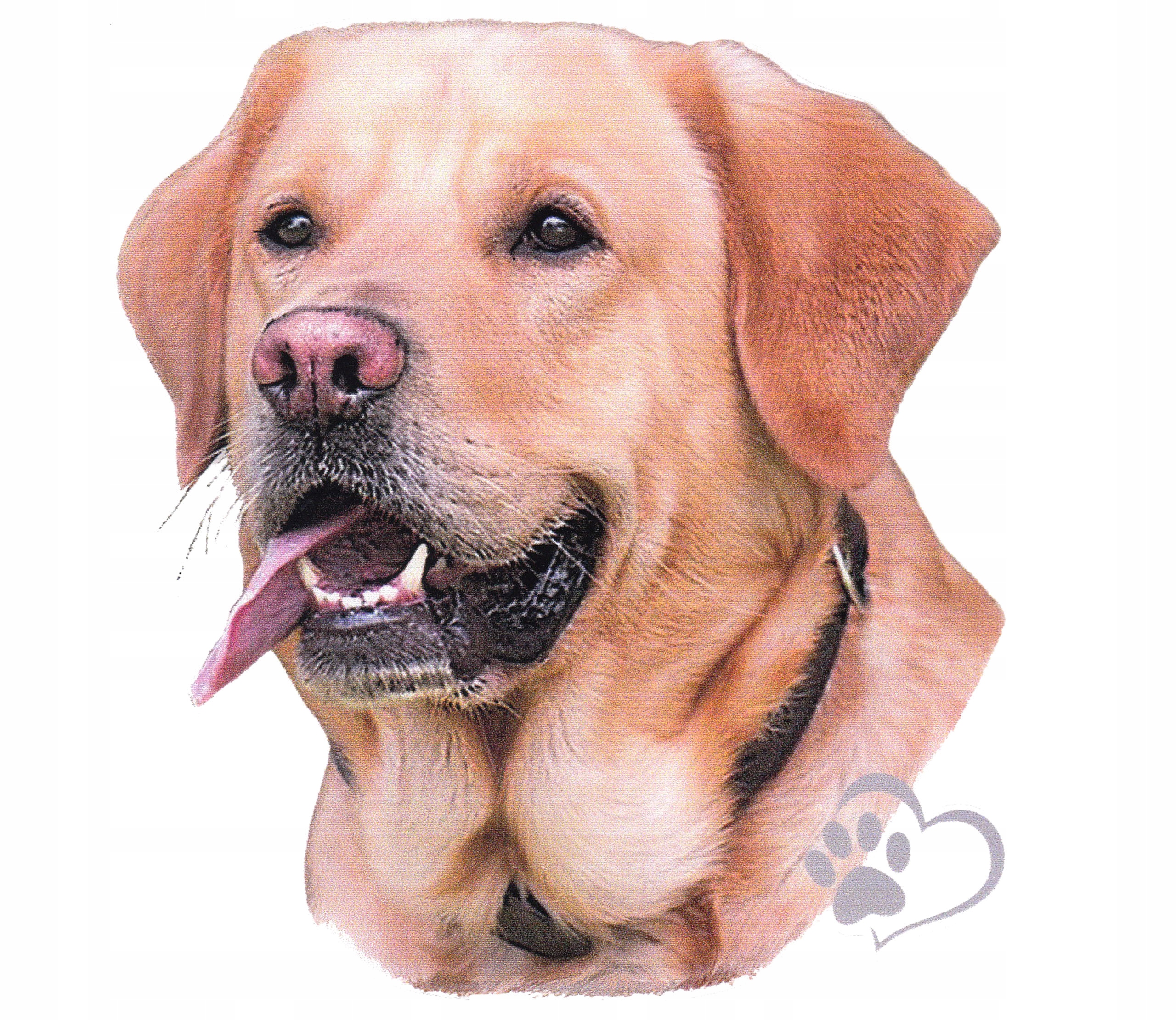 

Naklejka Nalepka Pies Rasowy Labrador Biszkoptowy