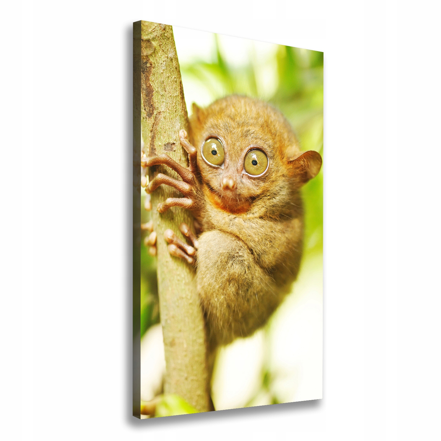 

Foto obraz canvas na ścianę Wyrak upiorny 50x100cm