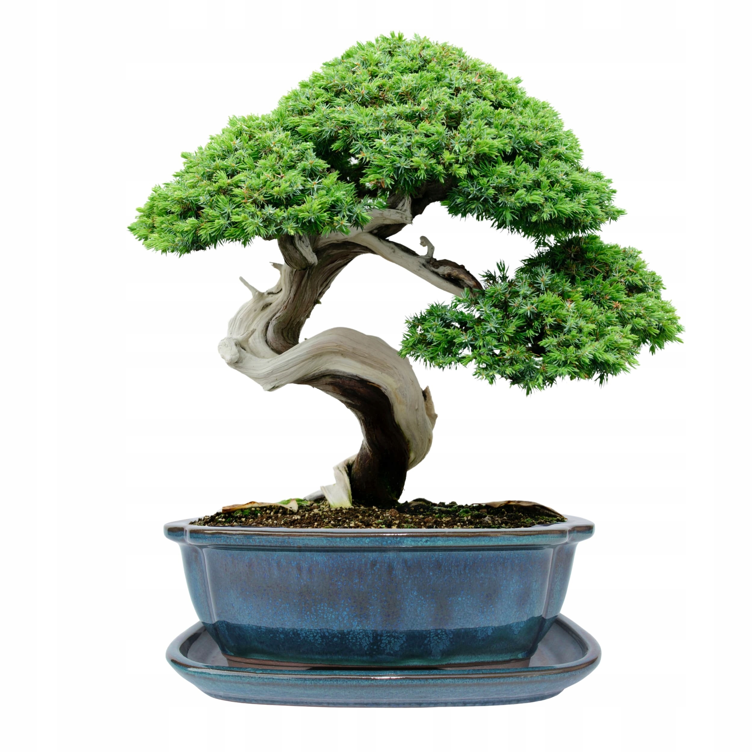 Donica bonsai z podstawką ceramiczna szkliwiona turkusowa H:10x21x26,2cm