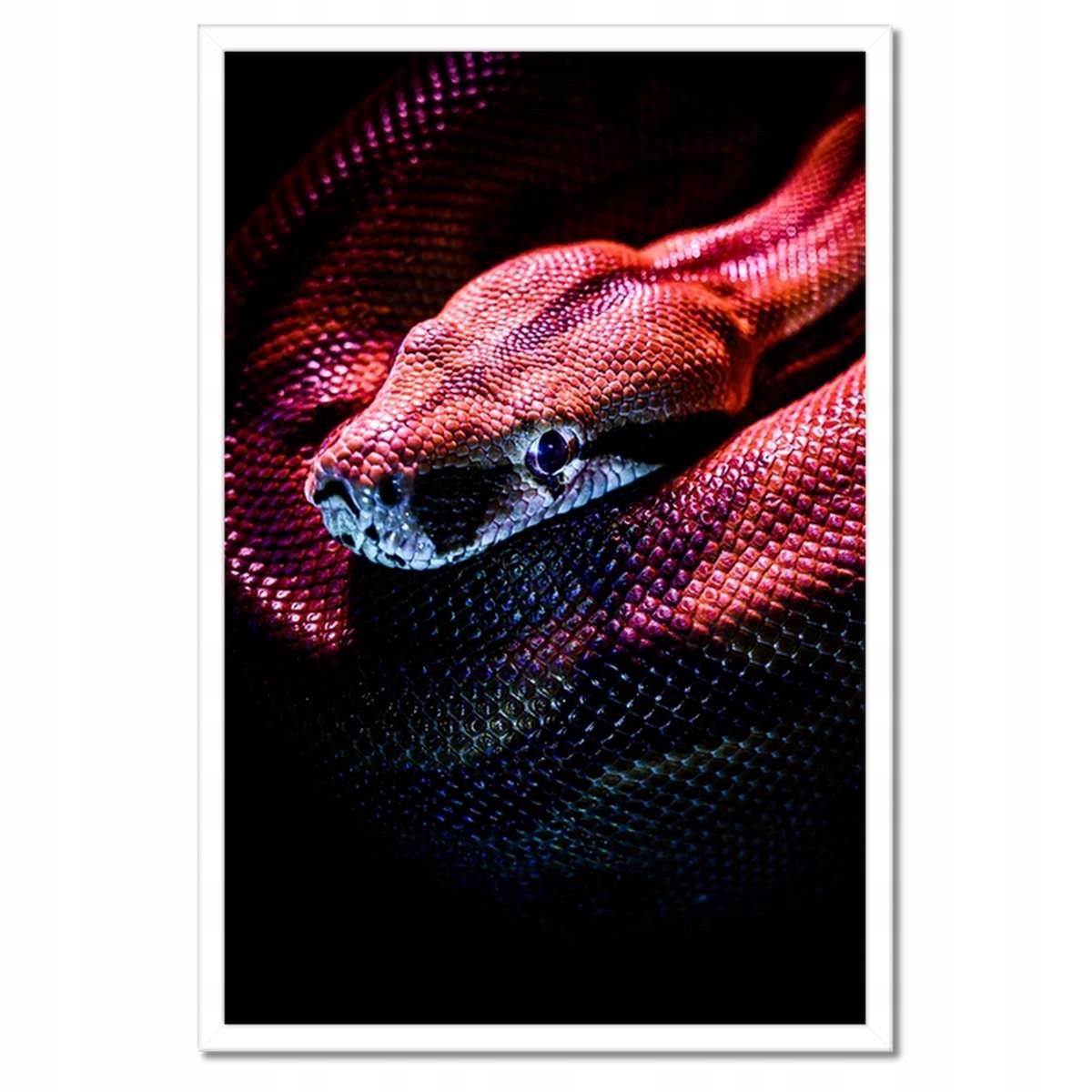 Plakáty v rámu 40x60 Zvířata Zvířátka