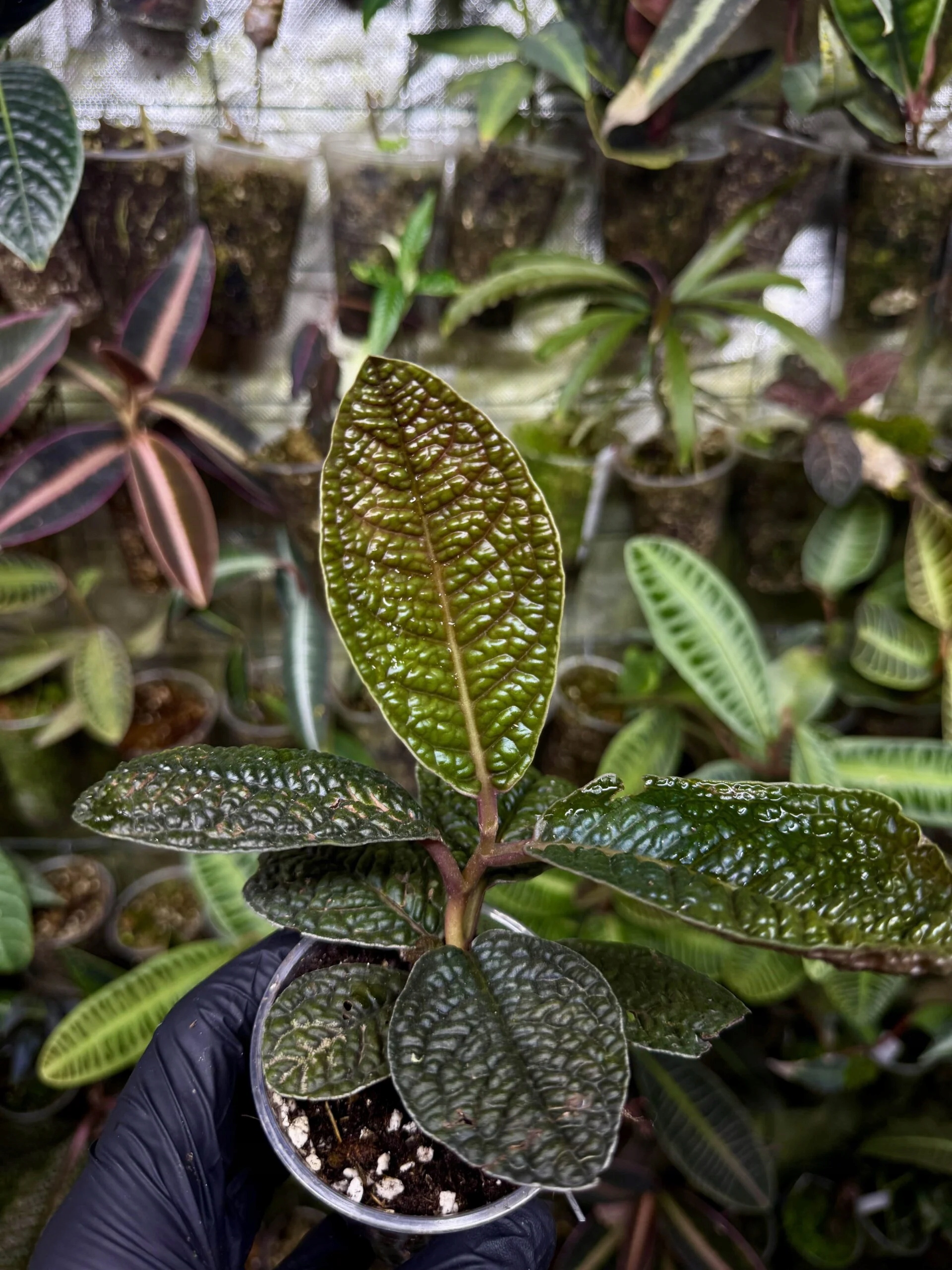 Levně Labisia sp. „Snake Skin“ rostlina paludárium exotická