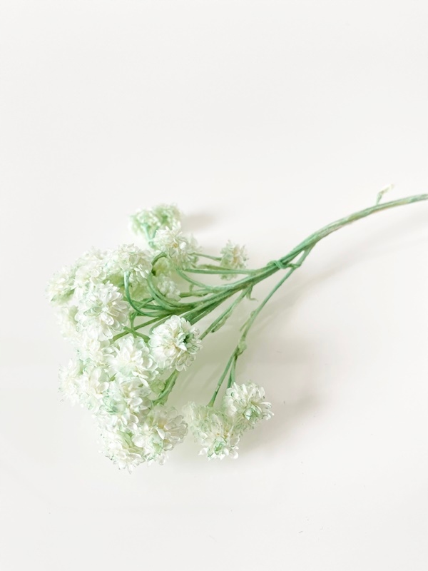 

Helichrysum suszone oliwkowe Miła Odmiana