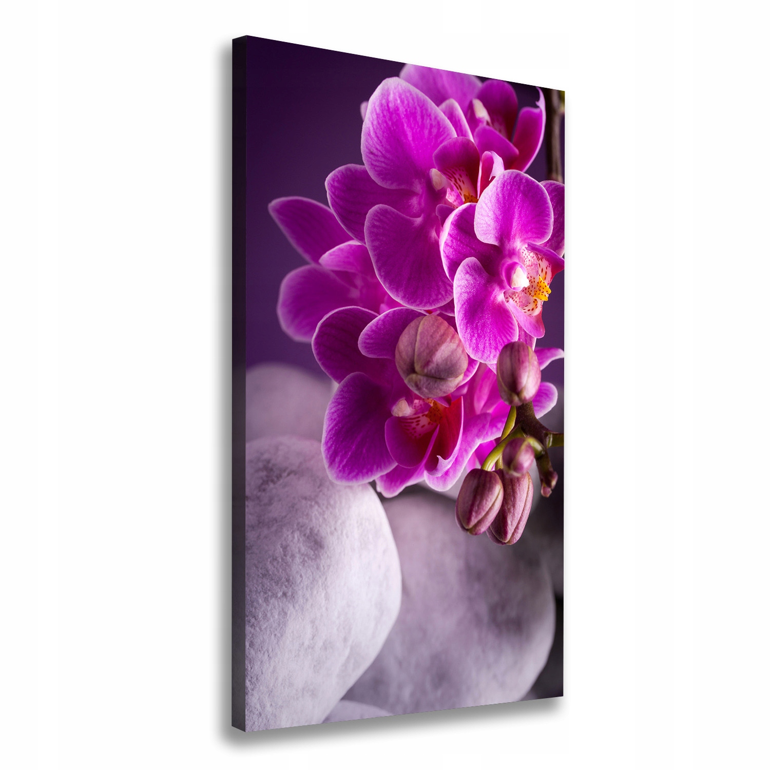 

Foto obraz na płótnie Różowa orchidea 50x100 cm