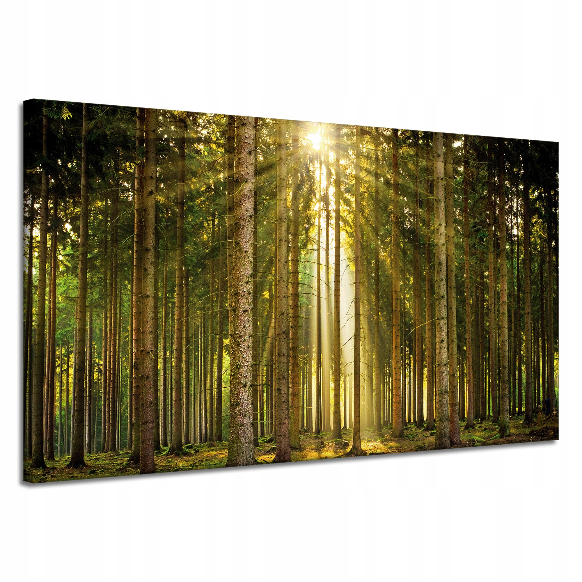 Obraz na plátně Les Stromy Slunce Příroda Jaro 120x70 cm