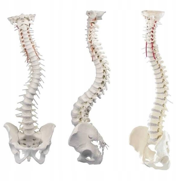 Model anatomiczny kręgosłupa Kregosłup Elastyczny