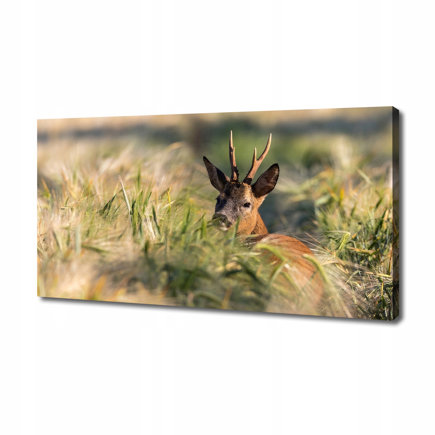 

Foto obraz duży na płótnie Sarna w polu 140x70 cm