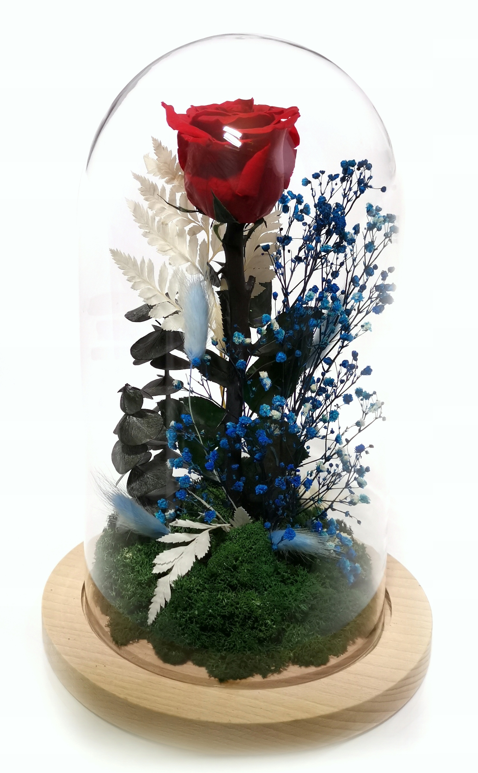 

Prawdziwa wieczna róża w kopule XL.