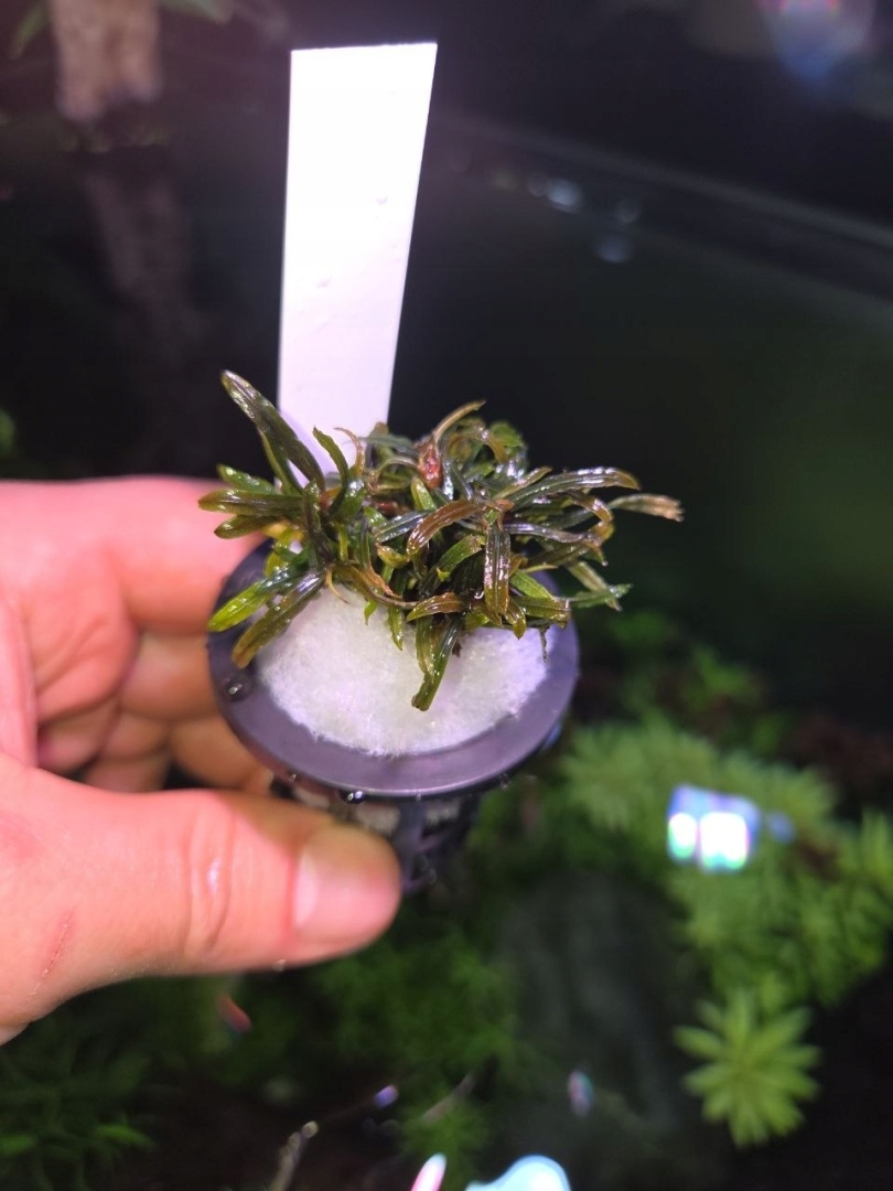 Bucephalandra Mini Catherina