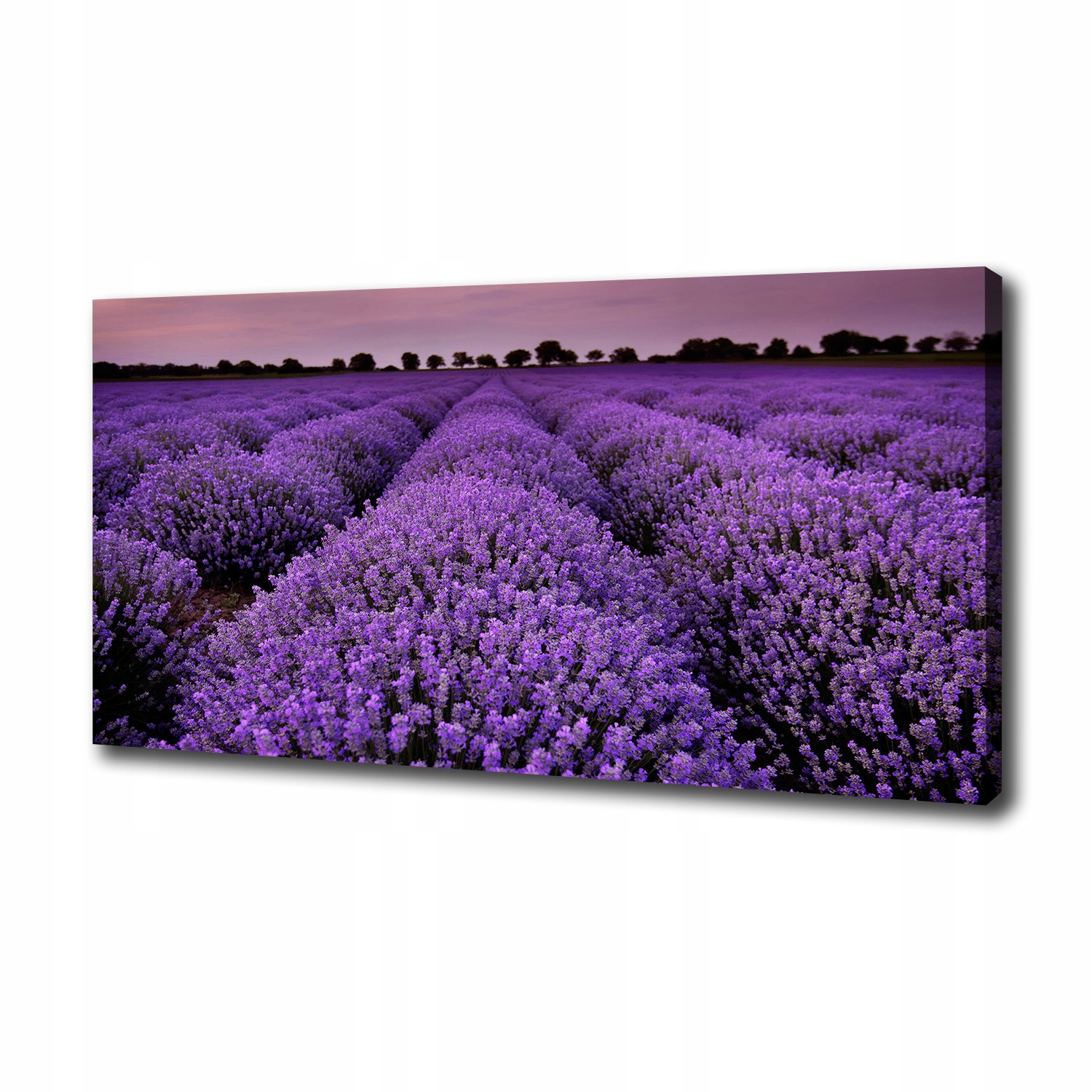 

Duży foto obraz na płótnie Pole lawendy 100x50 cm