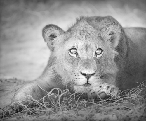 

Fototapeta flizelina na wymiar Młody lew portret
