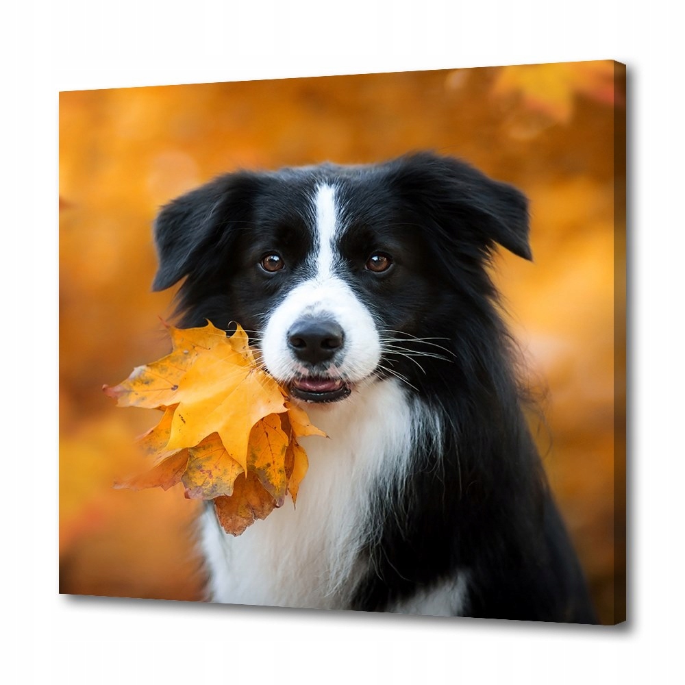 

Foto obraz nowoczesny Pies Border collie 40x40