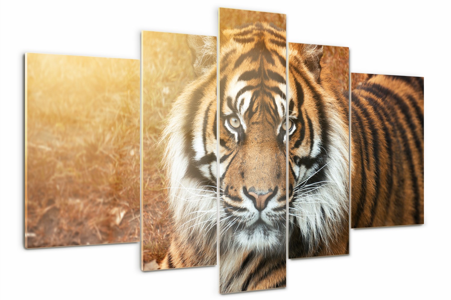 Foto Obraz na skle polyptych Bengálsky tiger