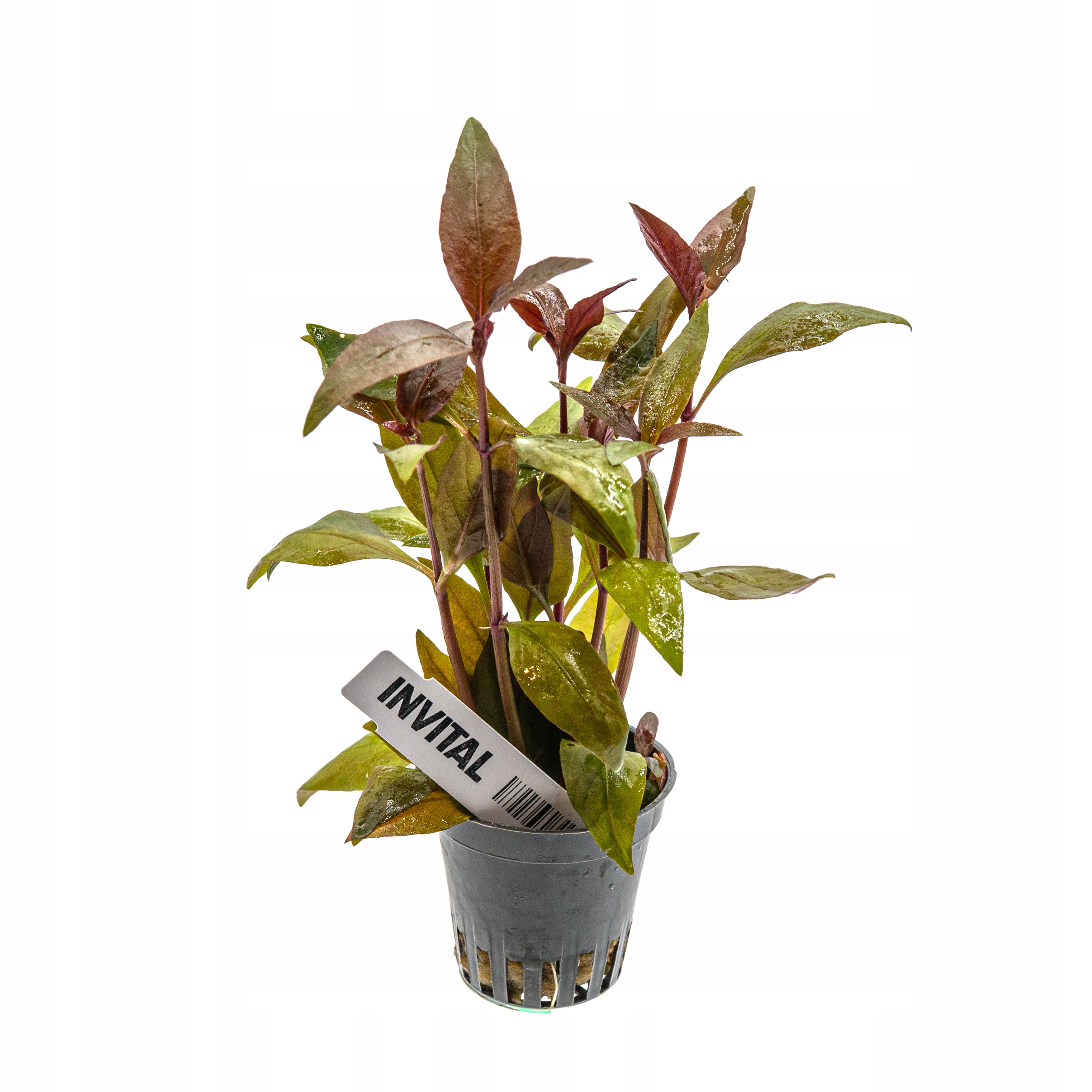 INVITAL Alternanthera lilacina koszyk Ø 5,5 cm
