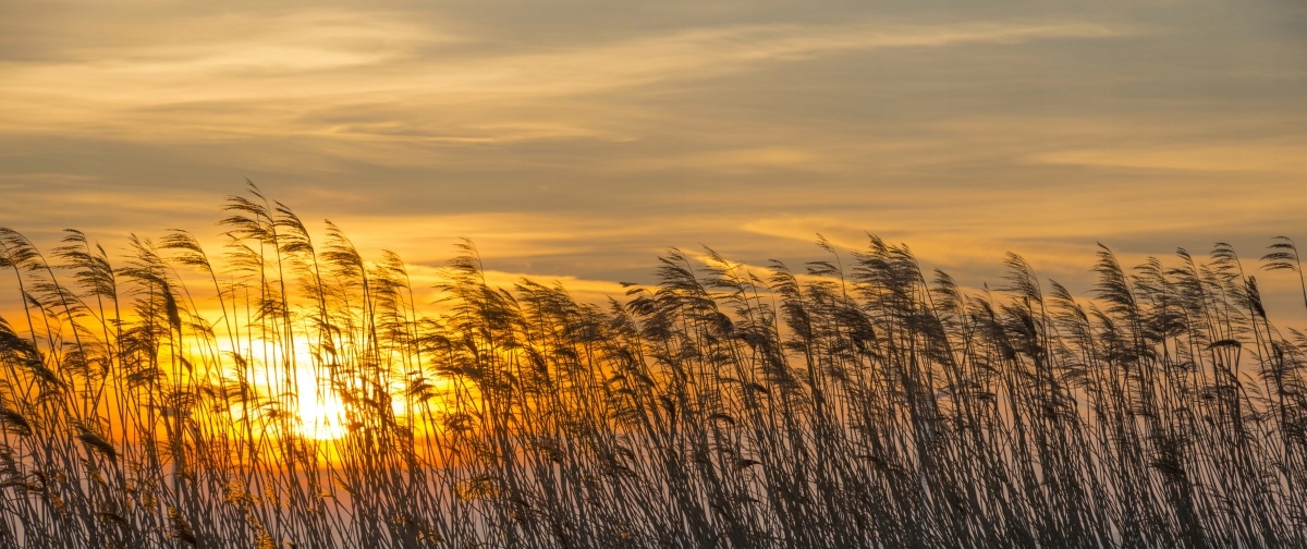 

Tapeta flizelinowa Trzcina Słońce - 250x104
