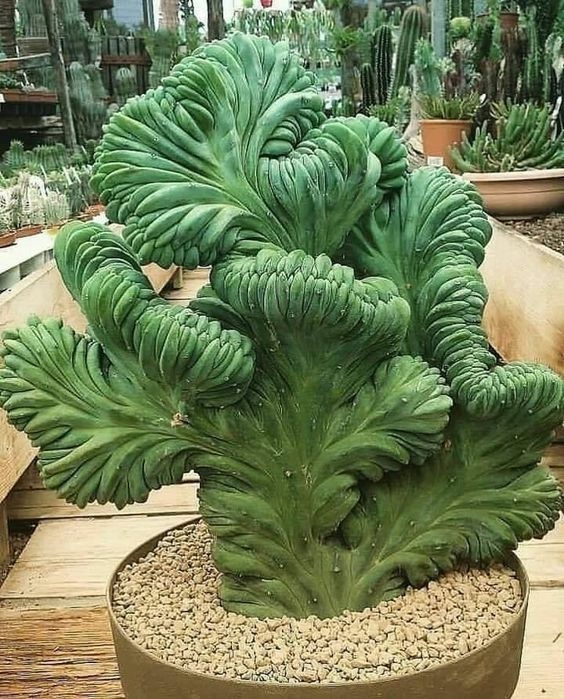 MYRTILLOCACTUS GEOMETRIZANS 'Cristata' Kaktus niebieski Duży